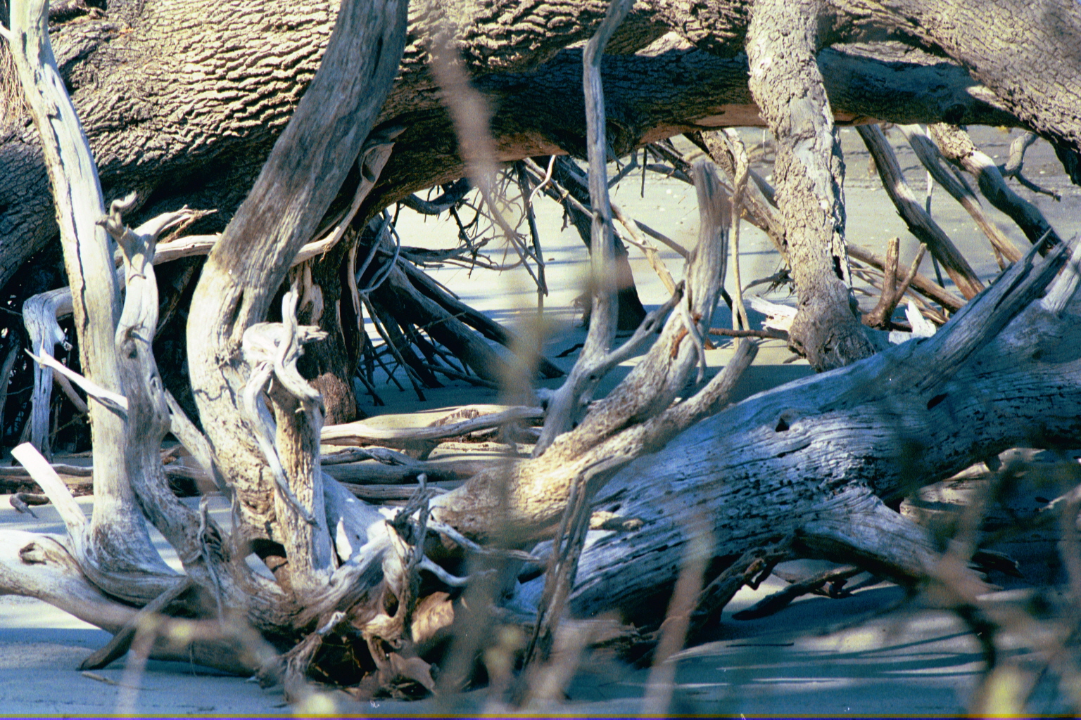 Boneyard — Ossabaw Island